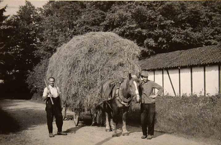 Für ihre Tiere mussten die Bauern Futtervorräte anlegen. Heu war ein wichtiges Futter. Repro: Marita Bullmann Für ihre Tiere mussten die Bauern Futtervorräte anlegen. Heu war ein wichtiges Futter. Repro: Marita Bullmann