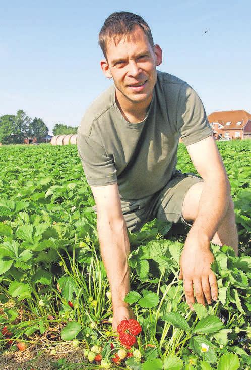 Nach Pfingsten wird bei Harm Nöhre auf dem Erdbeerfeld die Selbstpflücksaison eröffnet. Nach Pfingsten wird bei Harm Nöhre auf dem Erdbeerfeld die Selbstpflücksaison eröffnet.