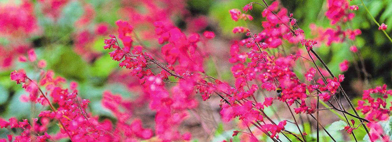 Purpurglöckchen (Heuchera) gehören zu den dauerhaften Pflanzen. FOTO: ANDREAWARNECKE/DPA Purpurglöckchen (Heuchera) gehören zu den dauerhaften Pflanzen. FOTO: ANDREAWARNECKE/DPA