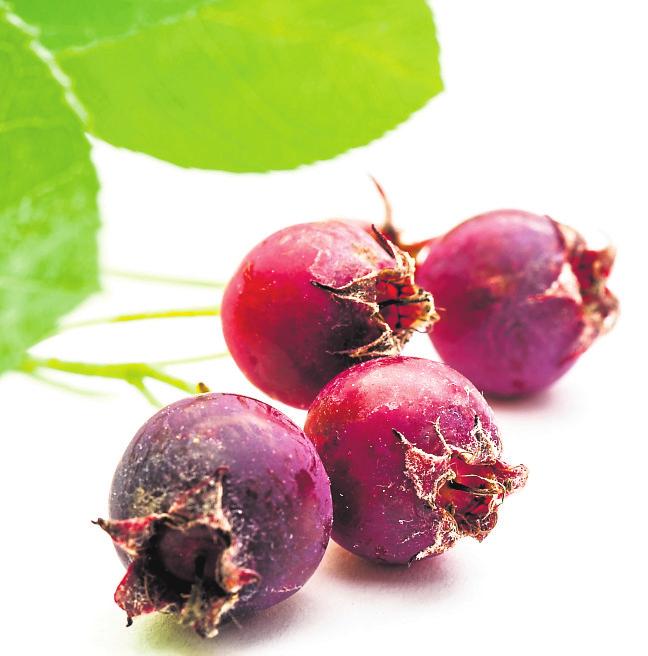 DEKORATIV: Früchte der Felsenbine. Foto: dima_pics/adobe.Stock DEKORATIV: Früchte der Felsenbine. Foto: dima_pics/adobe.Stock