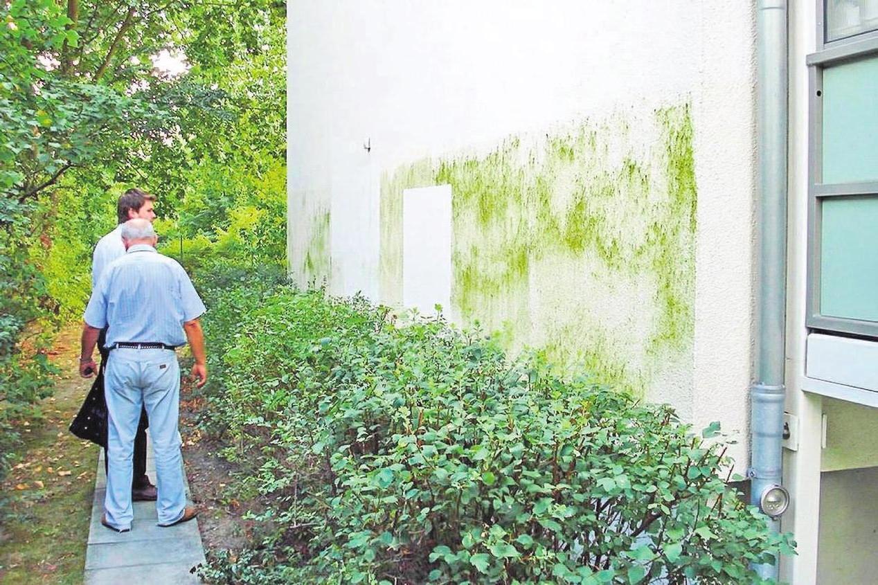 Grünfärbungen an der Fassade sehen unschön aus und beeinträchtigen den Wert einer Immobilie. Biozid-ausgerüstete Fassadenfarben bieten Schutz. Foto: djd/dli Grünfärbungen an der Fassade sehen unschön aus und beeinträchtigen den Wert einer Immobilie. Biozid-ausgerüstete Fassadenfarben bieten Schutz. Foto: djd/dli
