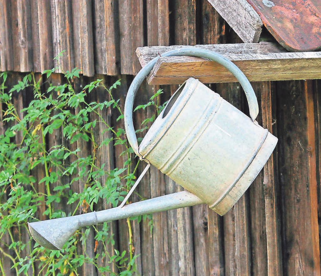 Blumen sollten idealerweise mit einer Gießkanne und bereits abgestandenem Wasser gegossen werden. Blumen sollten idealerweise mit einer Gießkanne und bereits abgestandenem Wasser gegossen werden.