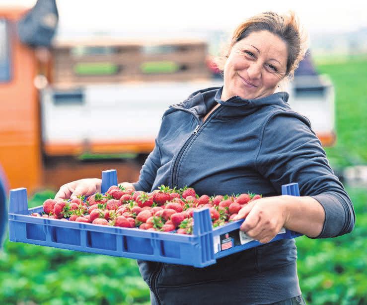 Viele fleißige Erntehelfer sind im Einsatz. Viele fleißige Erntehelfer sind im Einsatz.