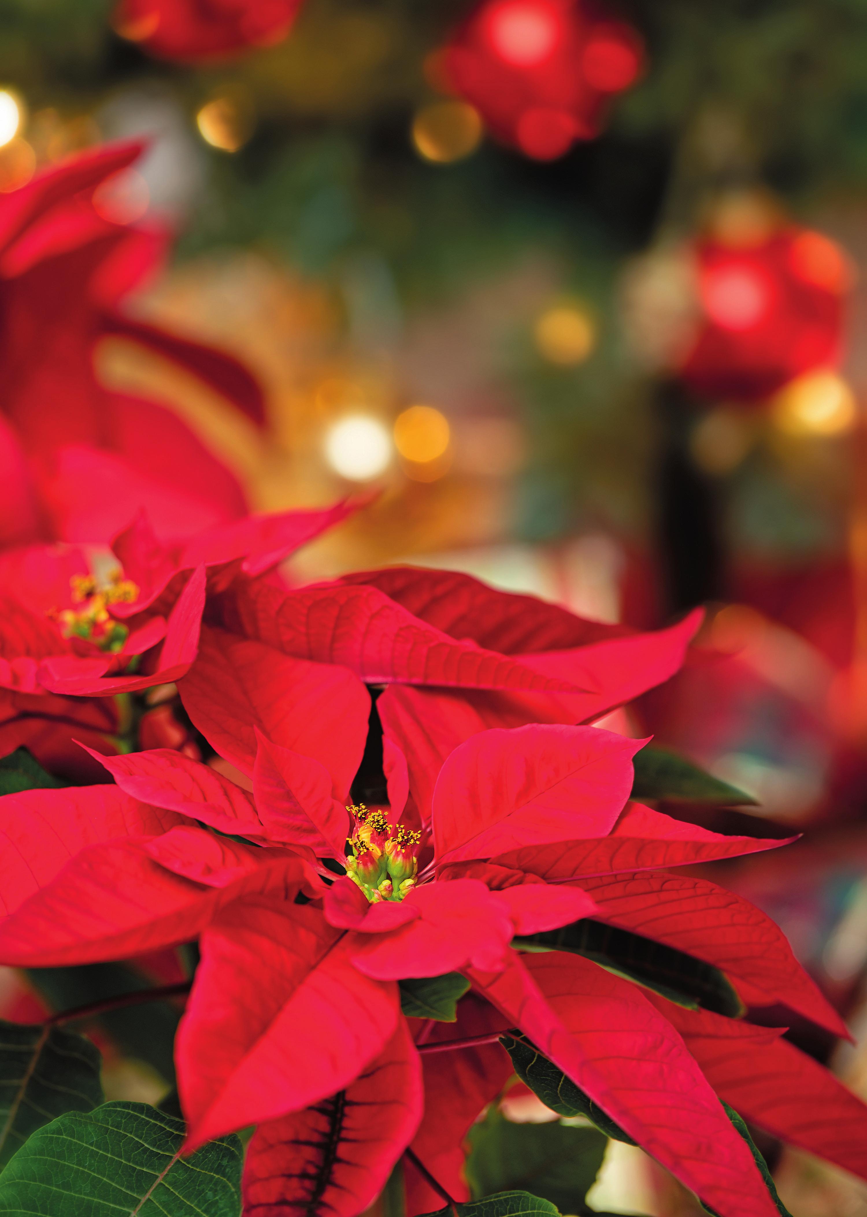 (BILD: GARTENCENTER BEIER) (BILD: GARTENCENTER BEIER)