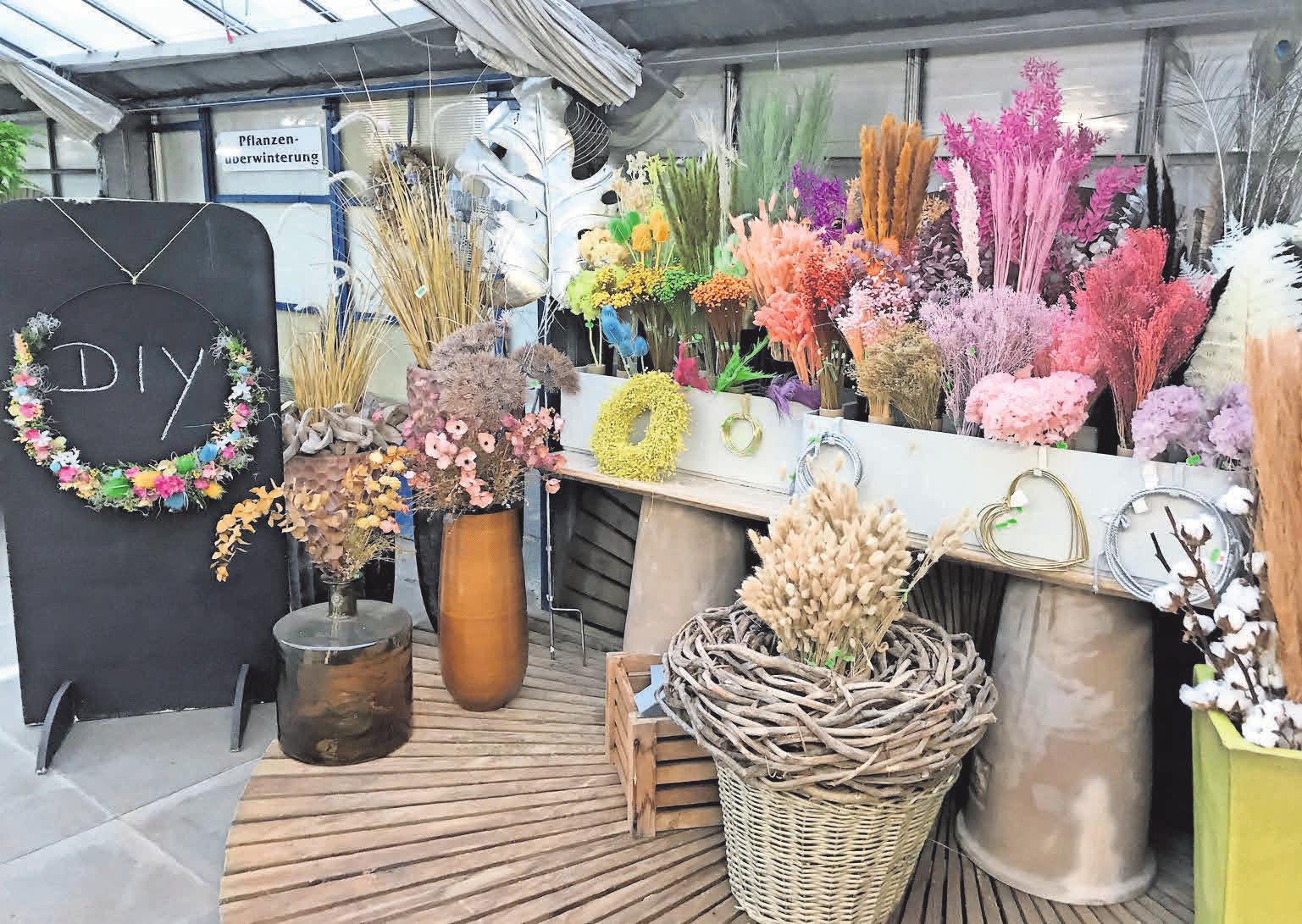 Trockenblumen im Blumencenter Frielingen – Strahlkraft und lange Haltbarkeit. Trockenblumen im Blumencenter Frielingen – Strahlkraft und lange Haltbarkeit.