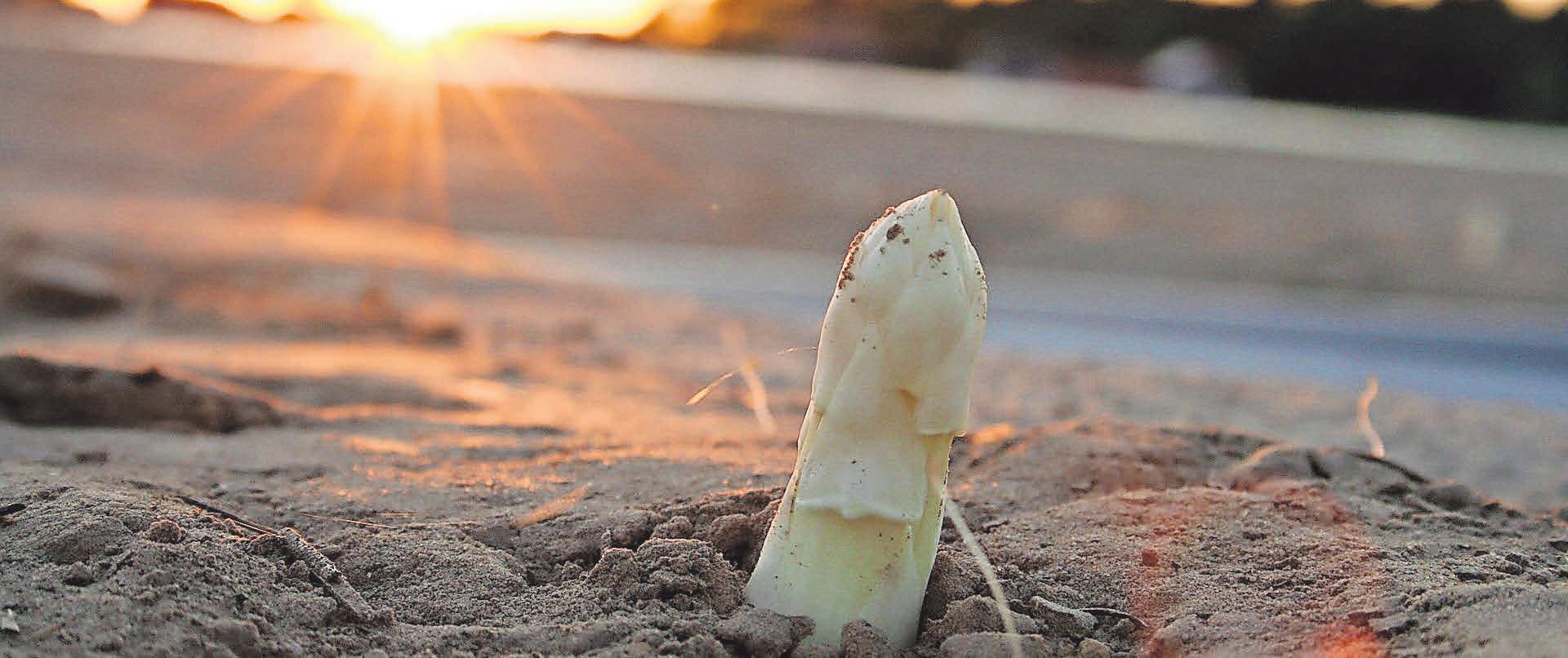 Bei warmen Temperaturen und Sonnenschein wächst die Pflanze schneller. Bei warmen Temperaturen und Sonnenschein wächst die Pflanze schneller.