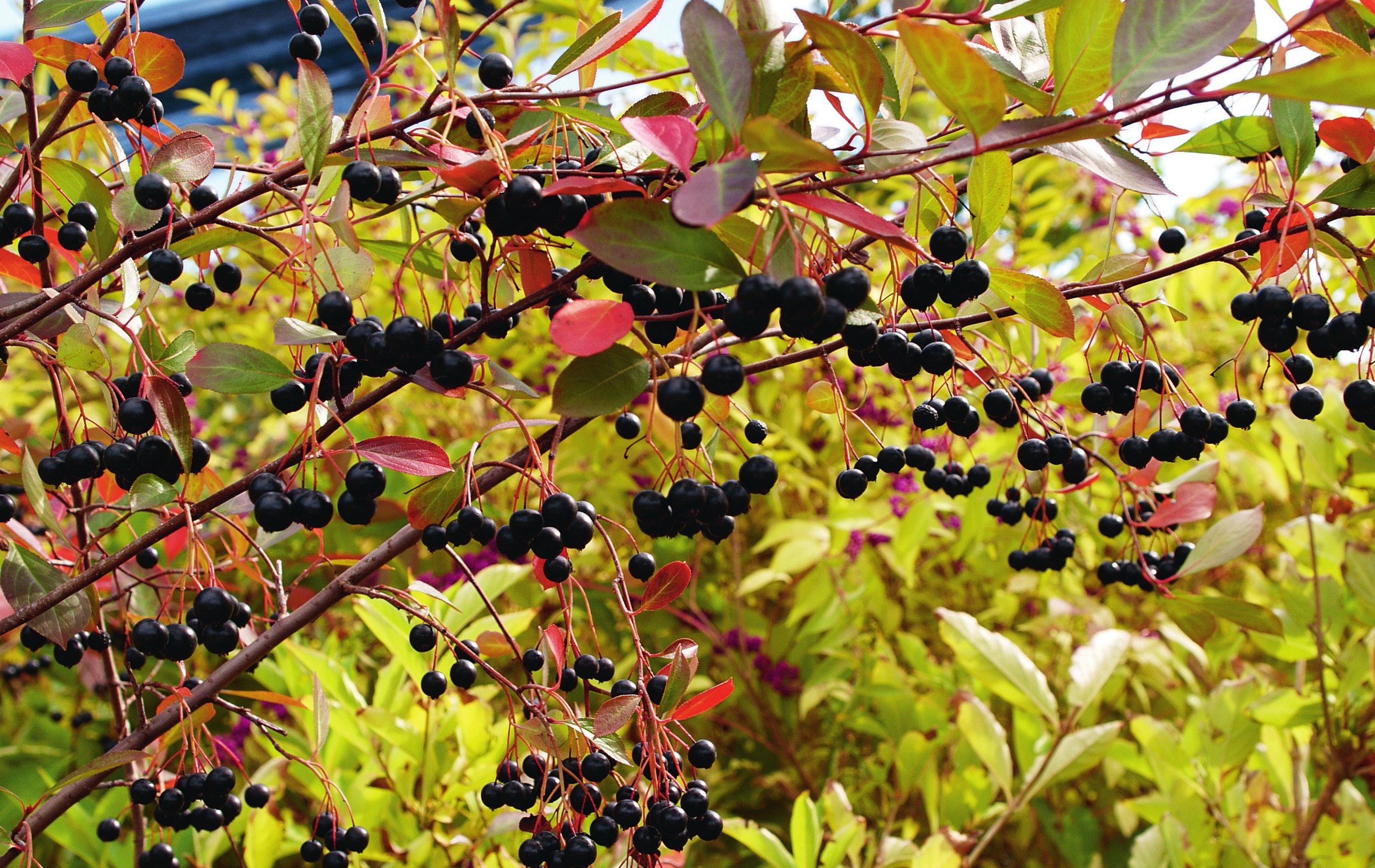 Wildobst ist vielseitig in Verwendung: Aronia melanocarpa ‘Hugin’. Foto: Kordes Jungpflanzen Wildobst ist vielseitig in Verwendung: Aronia melanocarpa ‘Hugin’. Foto: Kordes Jungpflanzen