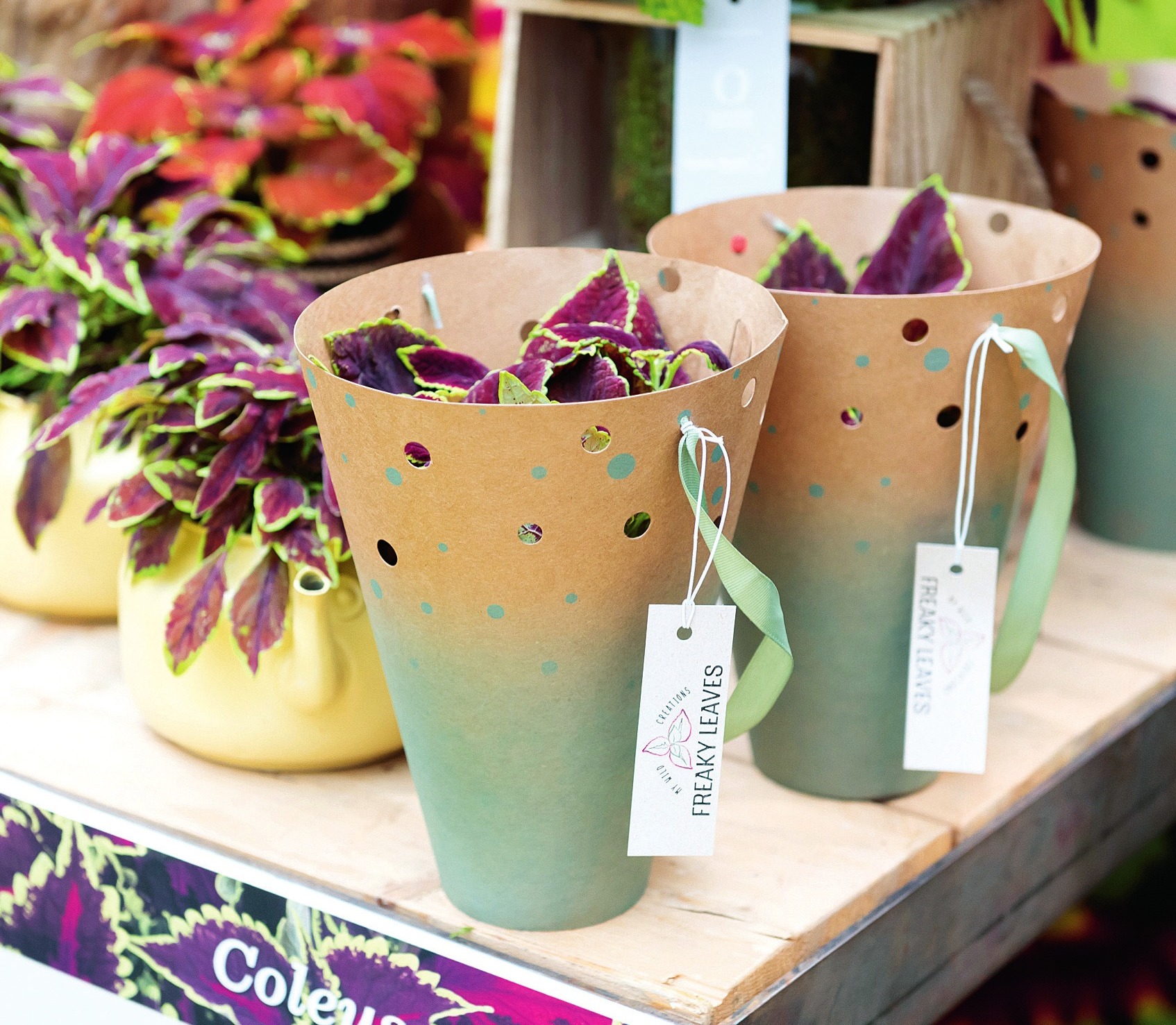 Coleus im Freaky leaves design „Ready to go“ von Jan Bouten. Coleus im Freaky leaves design „Ready to go“ von Jan Bouten.