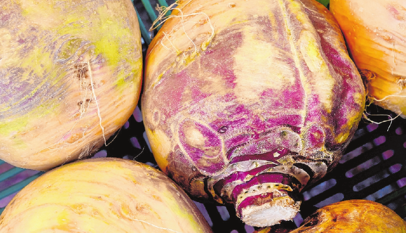 Roh schmecken Steckrüben ähnlich wie Kohlrabi. FOTO: HOLGER HOLLEMANN, MAG Roh schmecken Steckrüben ähnlich wie Kohlrabi. FOTO: HOLGER HOLLEMANN, MAG