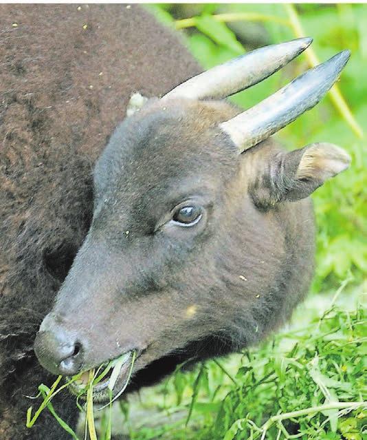 Berg-Anoas lebten früher auf Sulawesi und Buton. Seit Jahren stehen sie auf der Roten Liste. Berg-Anoas lebten früher auf Sulawesi und Buton. Seit Jahren stehen sie auf der Roten Liste.