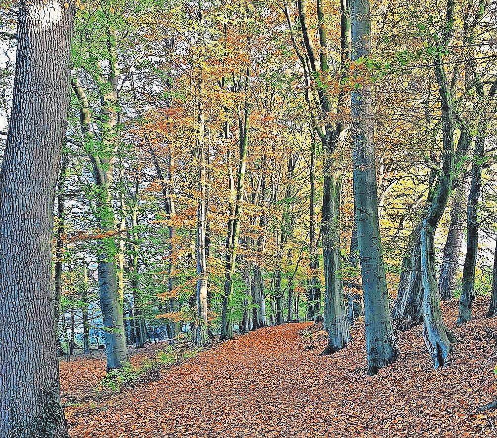 Eine Bestattung im Wald ist für viele Menschen eine Option. Foto: hfr Eine Bestattung im Wald ist für viele Menschen eine Option. Foto: hfr