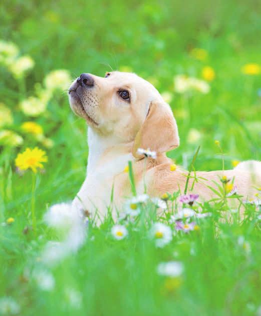 Unternehmungslustige Hunde finden überall etwas Spannendes zu entdecken. Foto: djd/Agila/DoraZett – stock.adobe.com Unternehmungslustige Hunde finden überall etwas Spannendes zu entdecken. Foto: djd/Agila/DoraZett – stock.adobe.com
