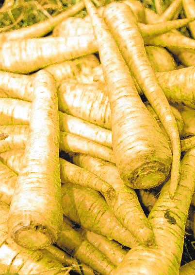 Wurzelpetersilie sorgt in Suppen oder in Kartoffelpürees für einen intensiven Geschmack. BILD: ANDREA WARNECKE/DPA-TMN Wurzelpetersilie sorgt in Suppen oder in Kartoffelpürees für einen intensiven Geschmack. BILD: ANDREA WARNECKE/DPA-TMN