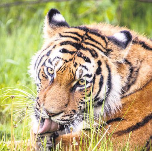 Die Sibirischen Tiger können Besucher im Wildpark Lüneburger Heide genau beobachten. Die Sibirischen Tiger können Besucher im Wildpark Lüneburger Heide genau beobachten.