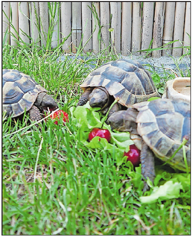 Anspruchsvolle Haustiere: Schildkröten benötigen spezielle Erde, die auch die Baumschule verkauft. FOTO: BRÄUNLING Anspruchsvolle Haustiere: Schildkröten benötigen spezielle Erde, die auch die Baumschule verkauft. FOTO: BRÄUNLING