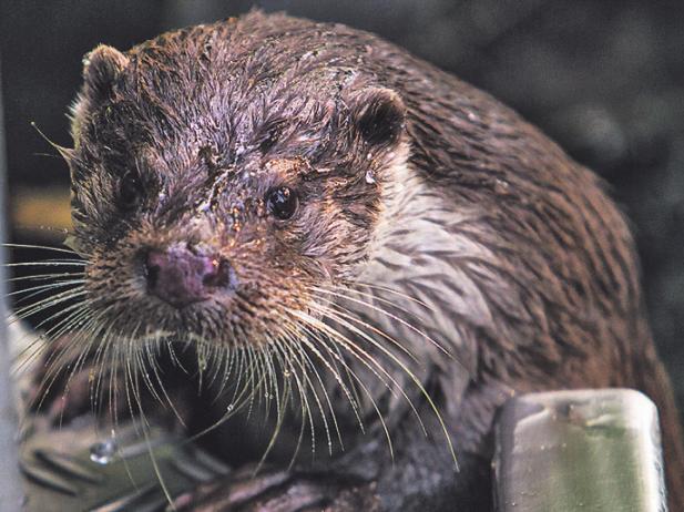 Otter Abate ist bei Kindern beliebt. Foto: Wildpark Reuschenberg Otter Abate ist bei Kindern beliebt. Foto: Wildpark Reuschenberg