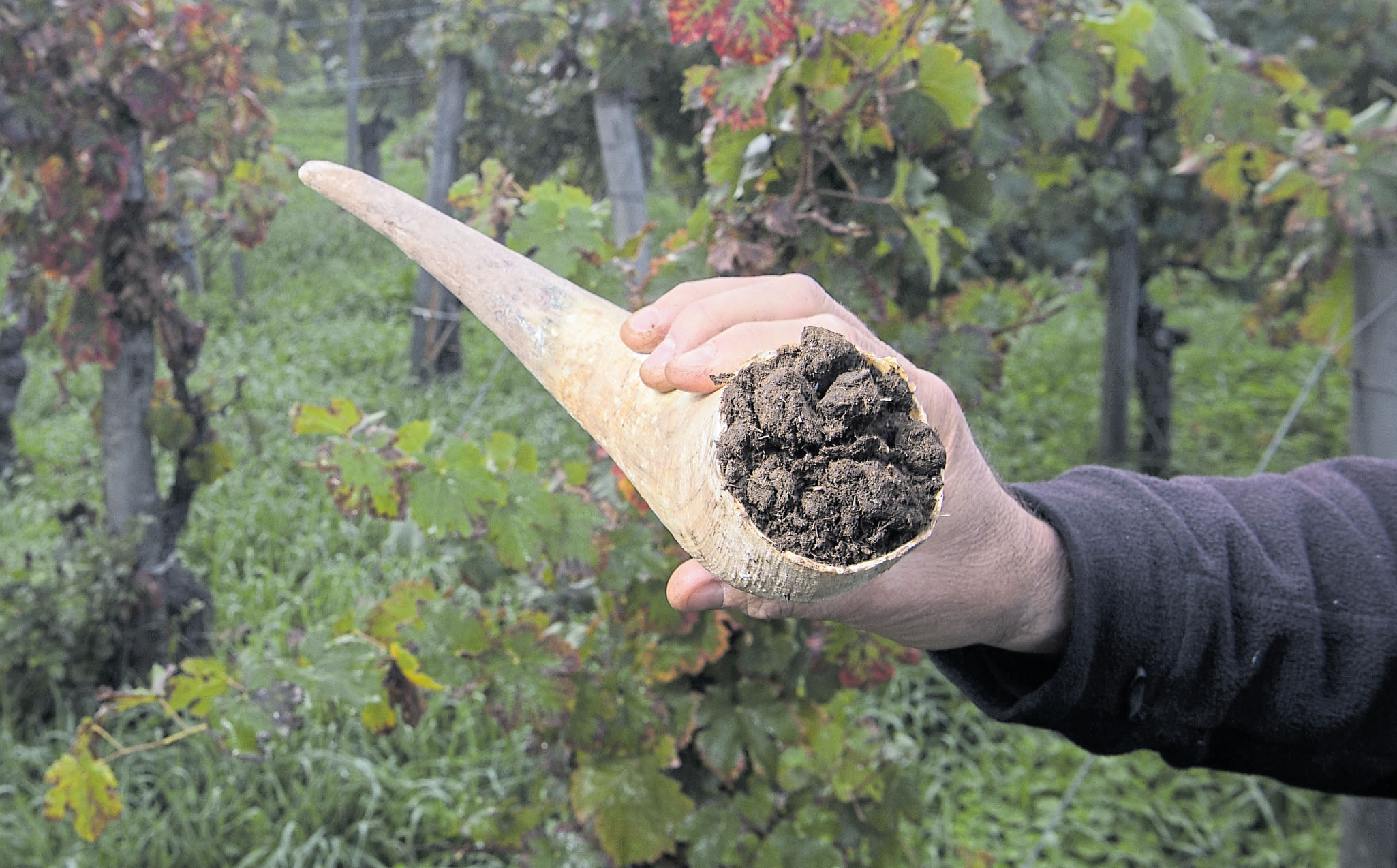 Kuhhörner spielen im biodynamischen Weinbau eine wichtige Rolle. Der Winzer füllt die Hörner mit Quarzmehl oder Kuhmist, vergräbt diese zunächst, um nach Monaten den umgewandelten Inhalt in Wasser aufgelöst im Weinberg zu versprühen.