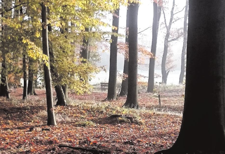Ein friedlicher Ort für die letzte Ruhestätte: der Begräbniswald am Barockgarten in Jersbek Foto: pr 