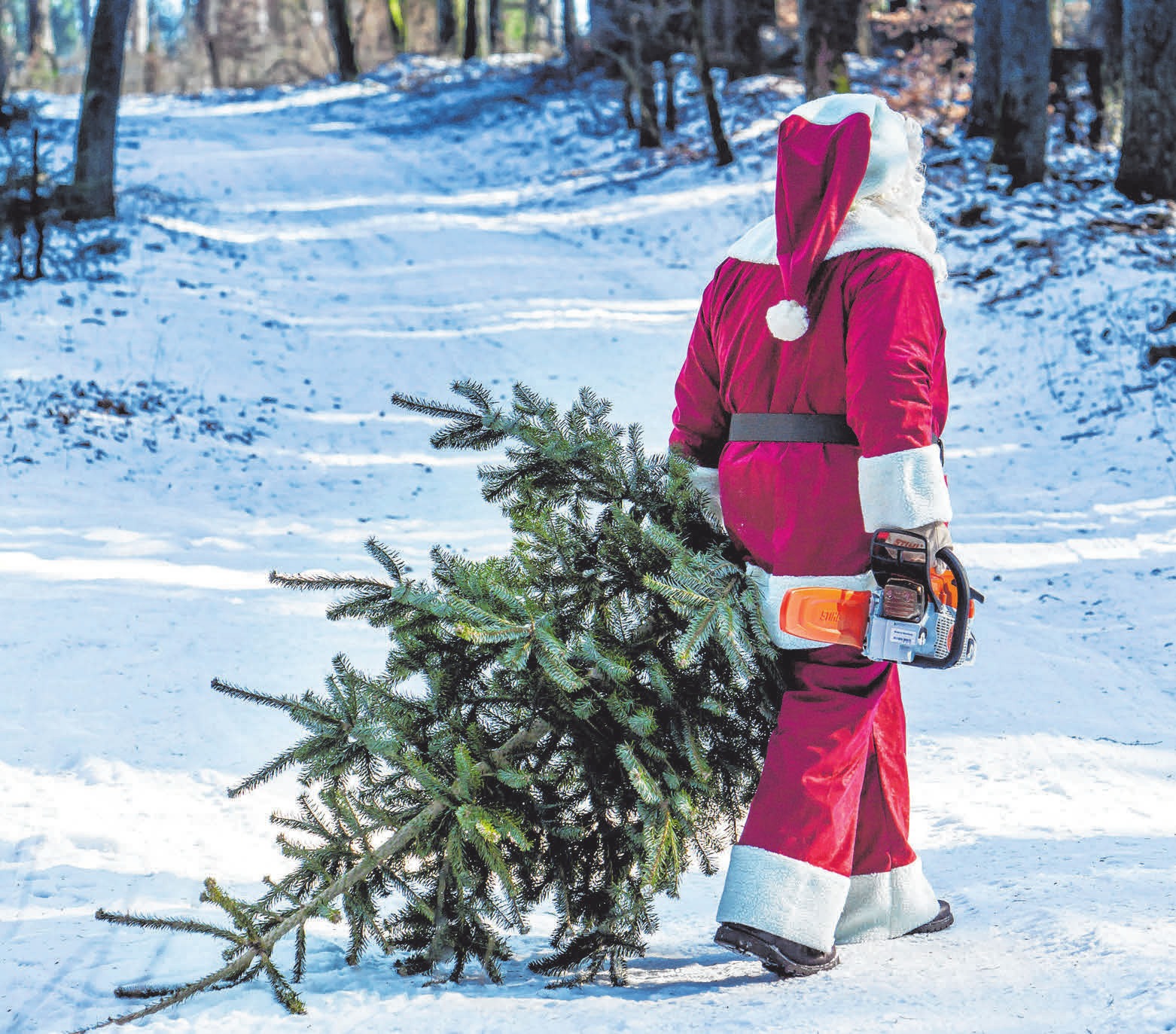 Auch der Weihnachtsmann liebt die Tradition: Eine duftende Tanne, am besten noch selbst geschlagen, gehört zum Fest einfach dazu. FOTO: DJD/STIHL Auch der Weihnachtsmann liebt die Tradition: Eine duftende Tanne, am besten noch selbst geschlagen, gehört zum Fest einfach dazu. FOTO: DJD/STIHL