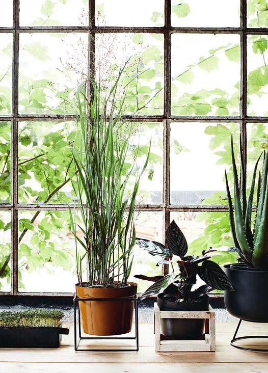 Nesta Planter (Umbra). Nesta Planter (Umbra).