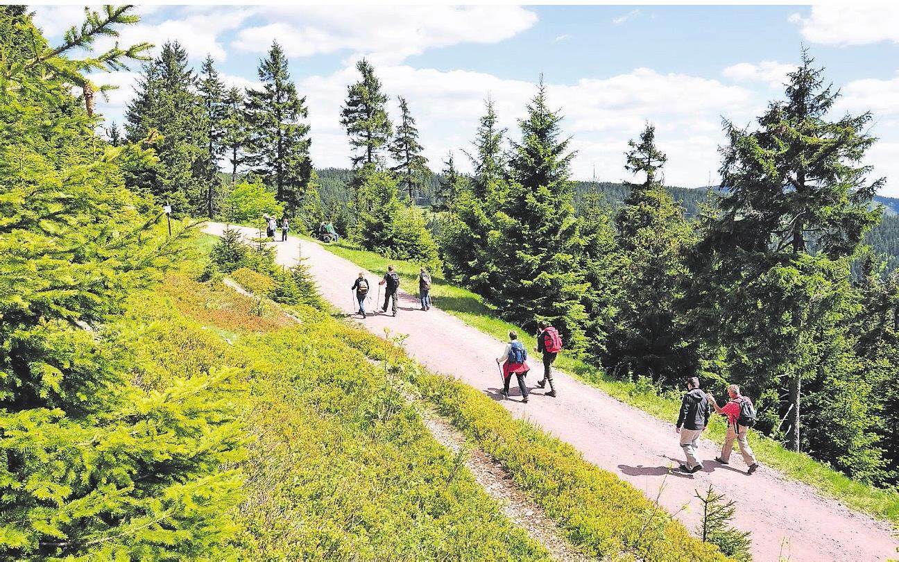 Der Rennsteig lockt Naturfreunde zu ausgedehnten Wanderungen. Der Rennsteig lockt Naturfreunde zu ausgedehnten Wanderungen.