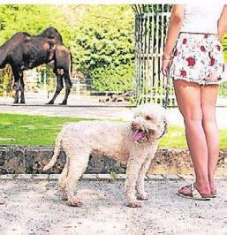 An der kurzen Leine gehalten dürfen Hunde mit in den Zoo. An der kurzen Leine gehalten dürfen Hunde mit in den Zoo.