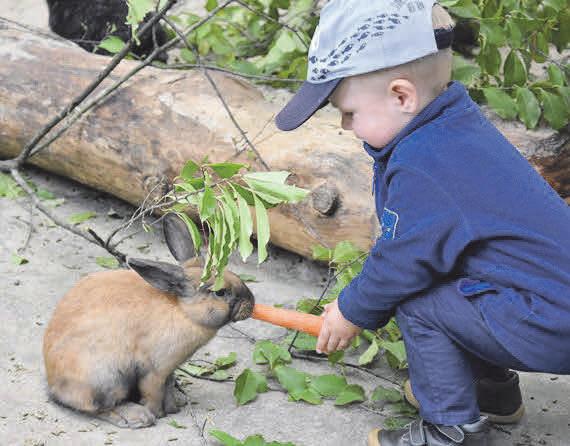 IM STREICHELGEHEGE: Hier genießen vor allem die Jüngsten die Begegnung mit den Tieren. © Filmtier-Park Eschede IM STREICHELGEHEGE: Hier genießen vor allem die Jüngsten die Begegnung mit den Tieren. © Filmtier-Park Eschede