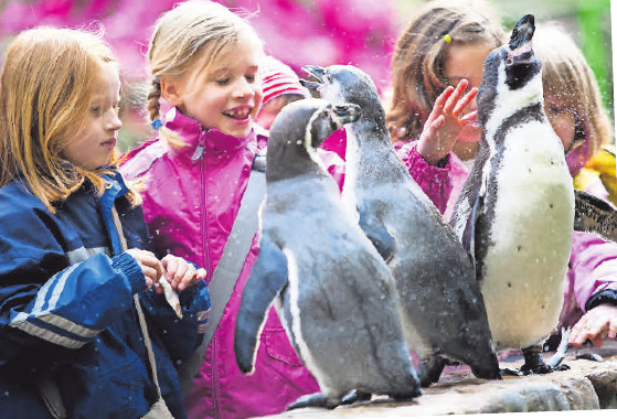 Pinguine hautnah erleben: Die Mitmachfütterung. Pinguine hautnah erleben: Die Mitmachfütterung.