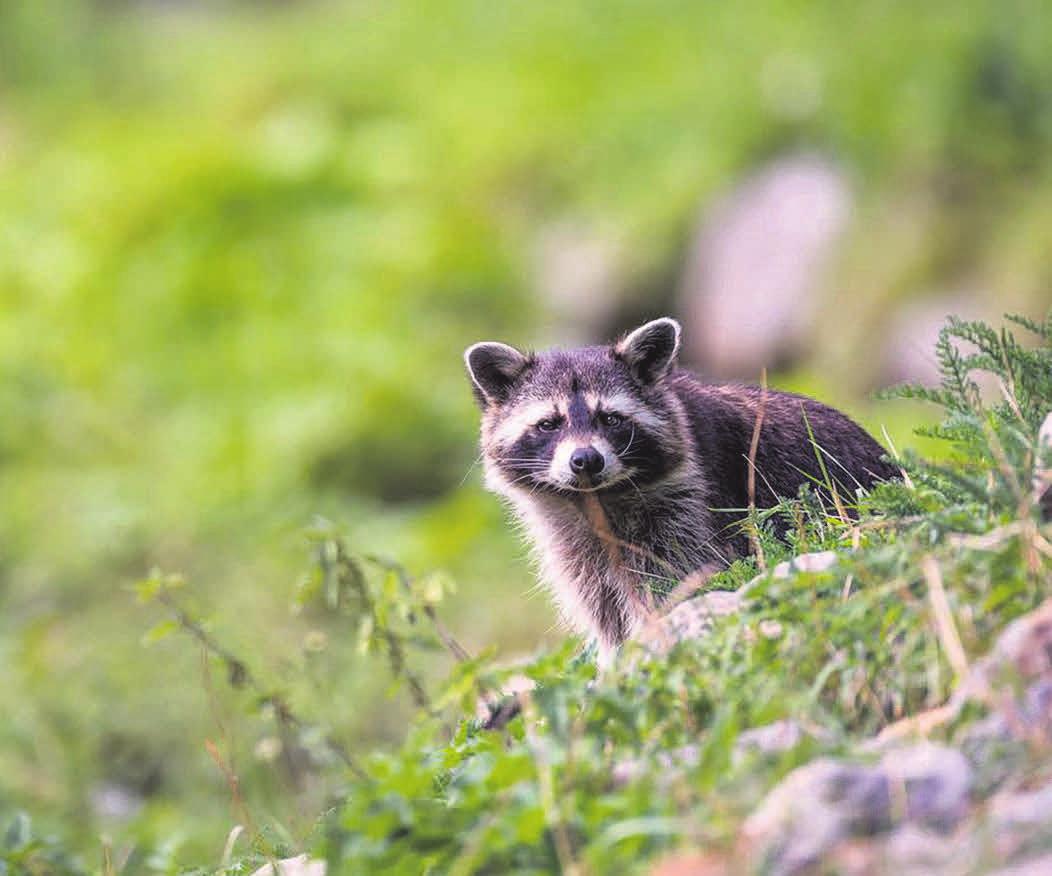 Einfach tierisch: Besucher erleben Waschbären in Aktion. Einfach tierisch: Besucher erleben Waschbären in Aktion.