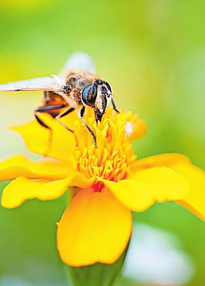Spezielle Saatmischungen locken insbesondere Bienen an. Spezielle Saatmischungen locken insbesondere Bienen an.