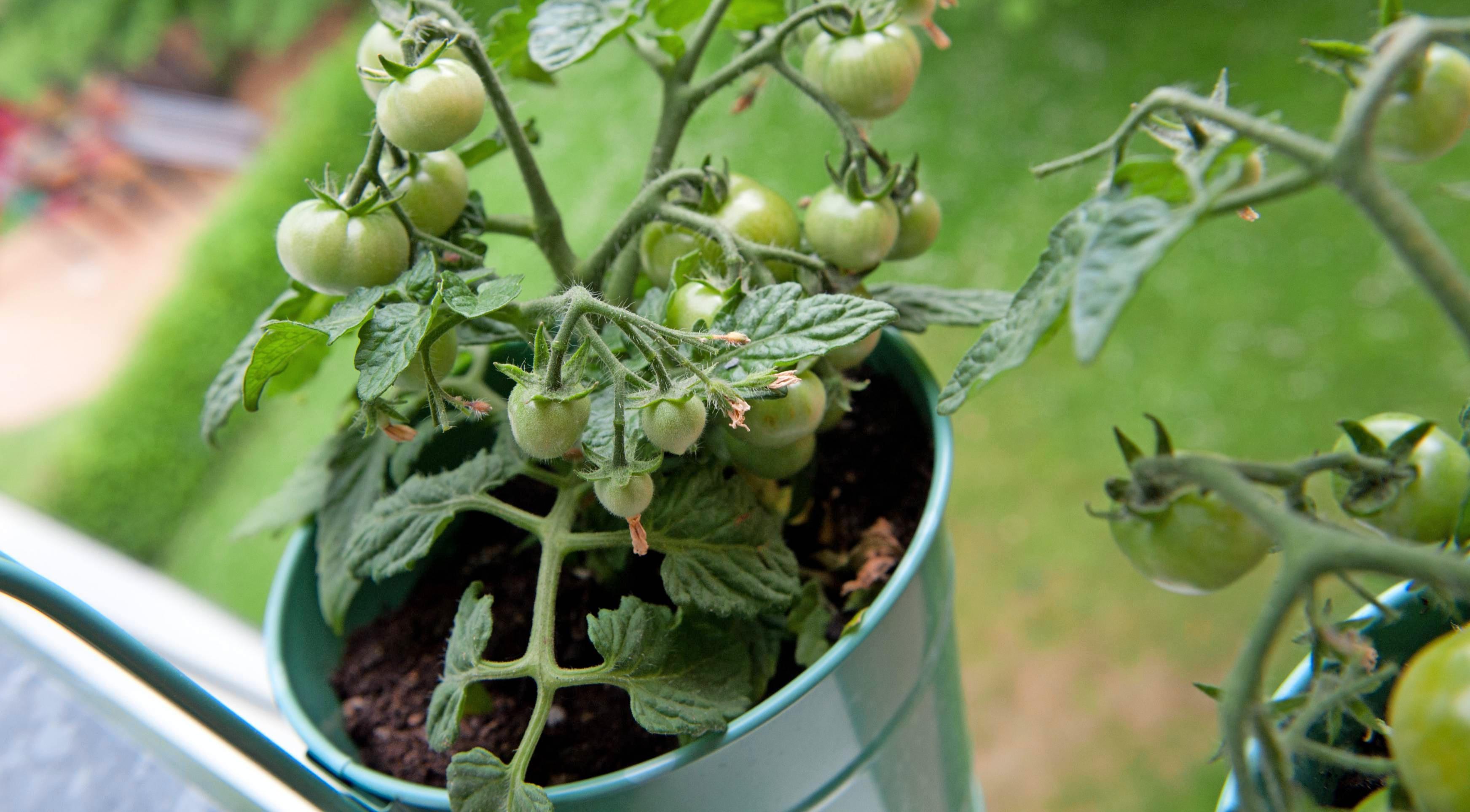 Mini-Tomaten wachsen ebenso gut in Balkonkästen und kleinen Töpfen wie allerlei Küchenkräuter. Fotos: dpa Mini-Tomaten wachsen ebenso gut in Balkonkästen und kleinen Töpfen wie allerlei Küchenkräuter. Fotos: dpa