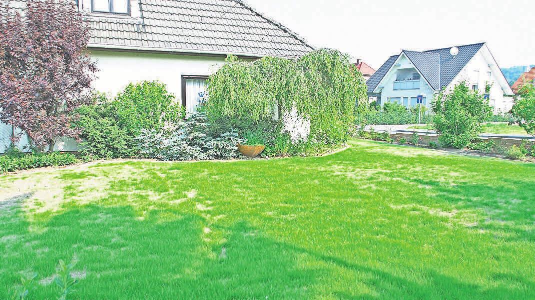 Die lange Trockenheit im vergangenen Sommer hat dem Rasen in vielen Fällen stark zugesetzt. Die lange Trockenheit im vergangenen Sommer hat dem Rasen in vielen Fällen stark zugesetzt.