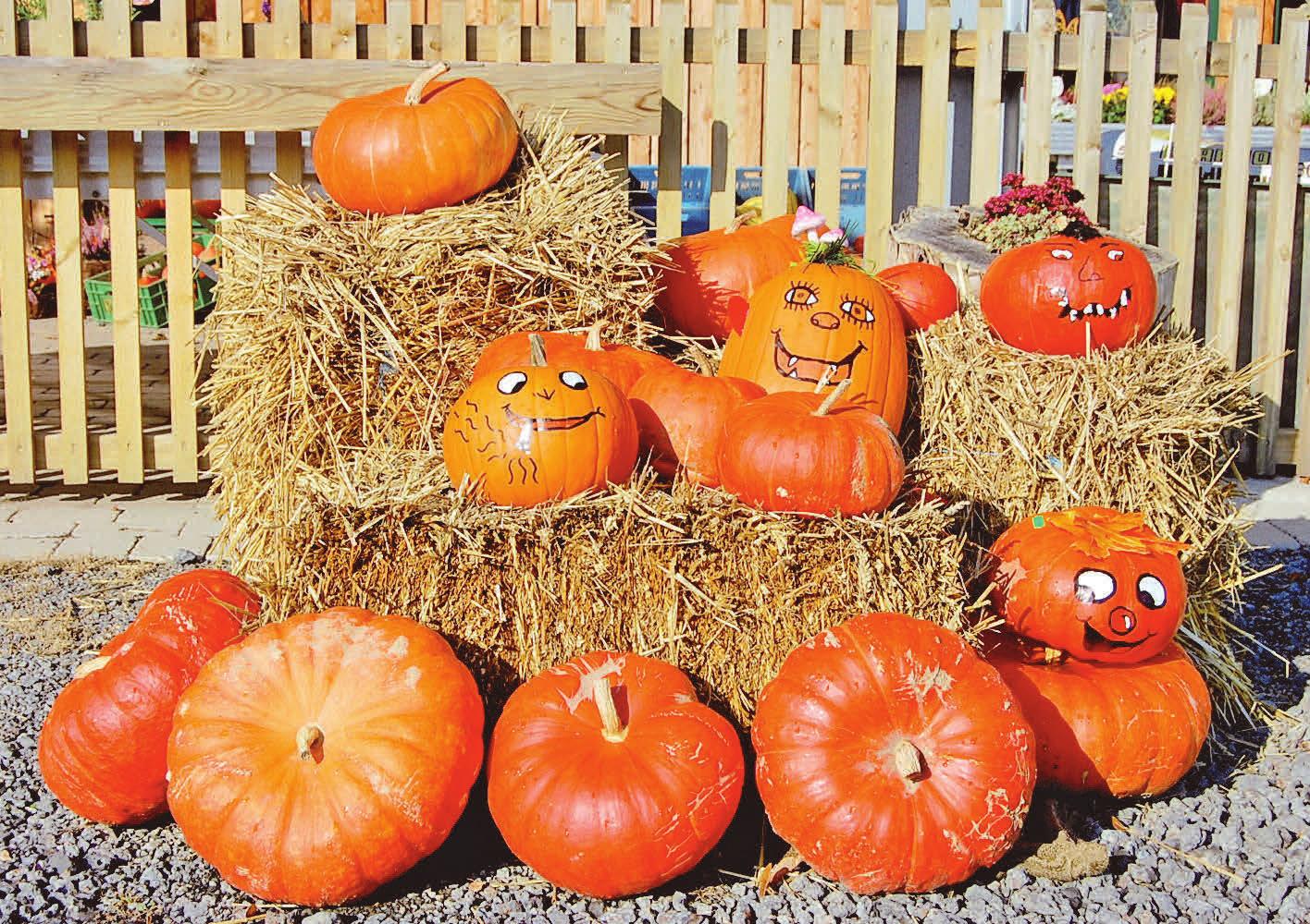 Der Herbst ist da – auch beim heutigen Tag der Küche bei IMW. Foto: Nicole Laskowski Der Herbst ist da – auch beim heutigen Tag der Küche bei IMW. Foto: Nicole Laskowski