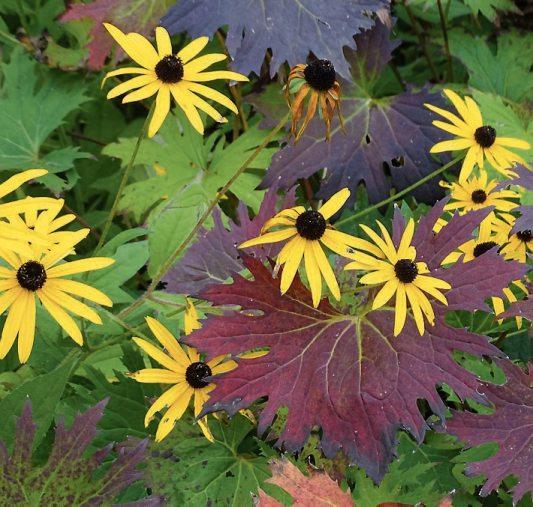 Dauerblüher: Selbst nach den ersten Frösten stellt der Sonnenhut (Rudbeckia) die Blüte nur widerwillig ein. Herrlich wirkt dazu das rot überlaufene Laub einer Ligularia. Bild: GMH/Bettina Banse