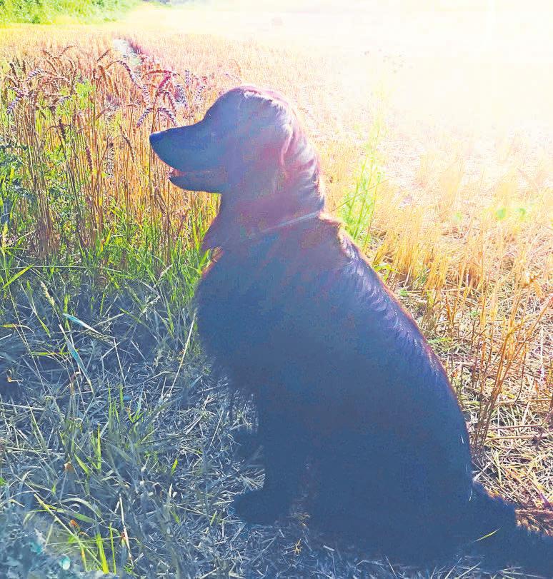 Die kleine belgische Schäferhündin Ronja lebt in Langenhagen. Die kleine belgische Schäferhündin Ronja lebt in Langenhagen.