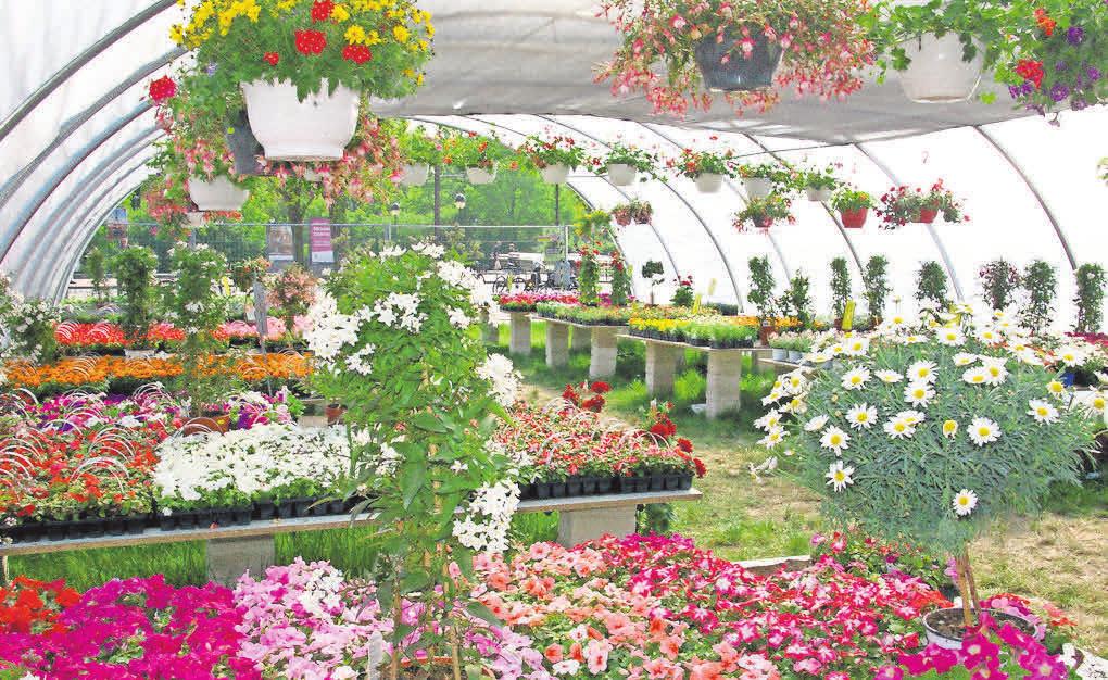 Bunte Vielfalt für den Garten: der Geranienmarkt am Handelshof. Bunte Vielfalt für den Garten: der Geranienmarkt am Handelshof.