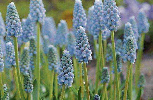 Hübsch anzuschauen. Die Muscari armeniacum ‚Peppermint‘ trägt elegante, blaue Blüten. Bild:fluwel.de.