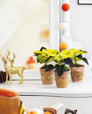 Hübsche Zimmerdeko mit Weihnachtssternen Hübsche Zimmerdeko mit Weihnachtssternen