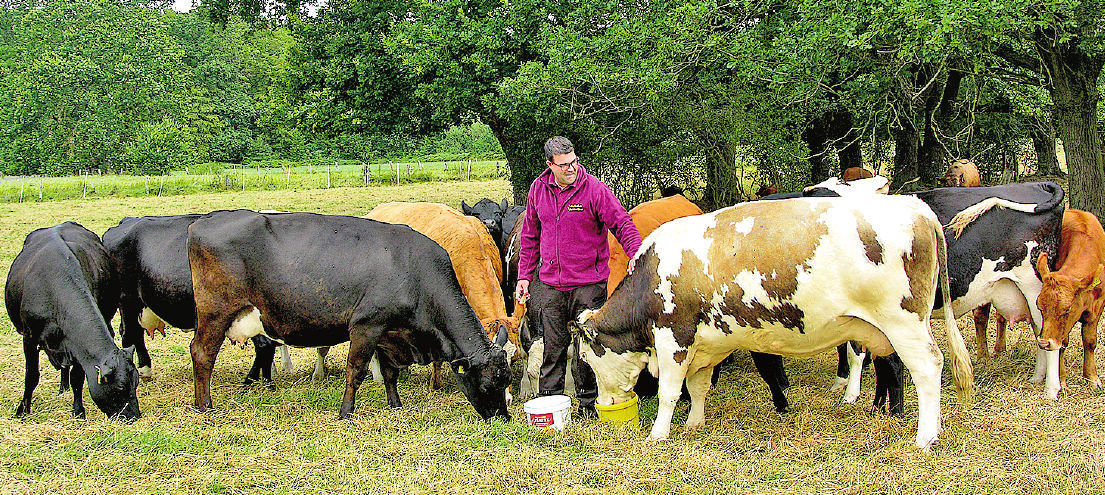 Stefan Schneider inmitten seiner Kuh- und Rinderherde, die reichlich Auslauf auf der großen Wiese genießt. FOTO: HB Stefan Schneider inmitten seiner Kuh- und Rinderherde, die reichlich Auslauf auf der großen Wiese genießt. FOTO: HB