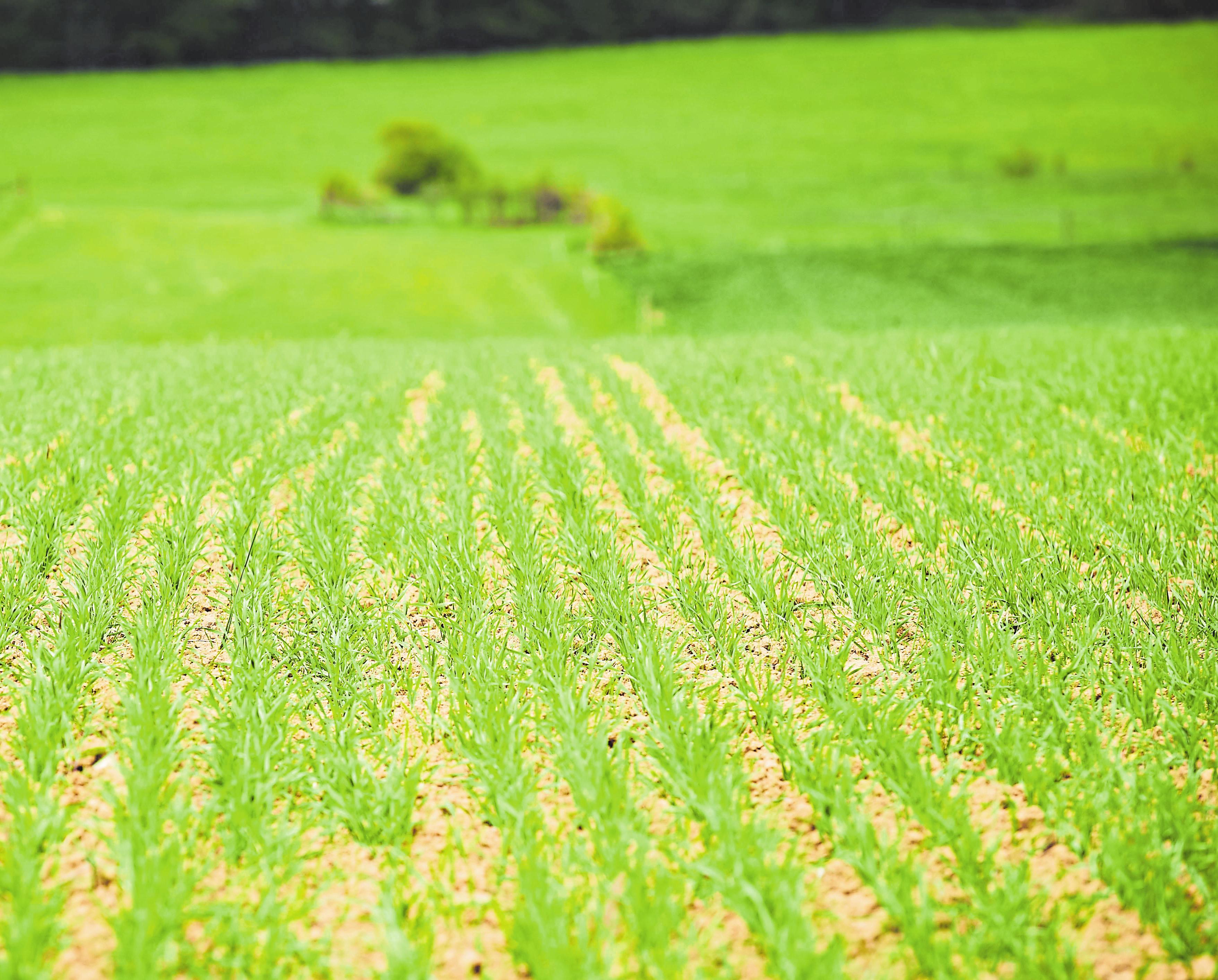 Le blé peut être semé en automne ou au printemps. Ci-dessus, le blé de printemps de la ferme de Serge Van Dyck à Leudelange.