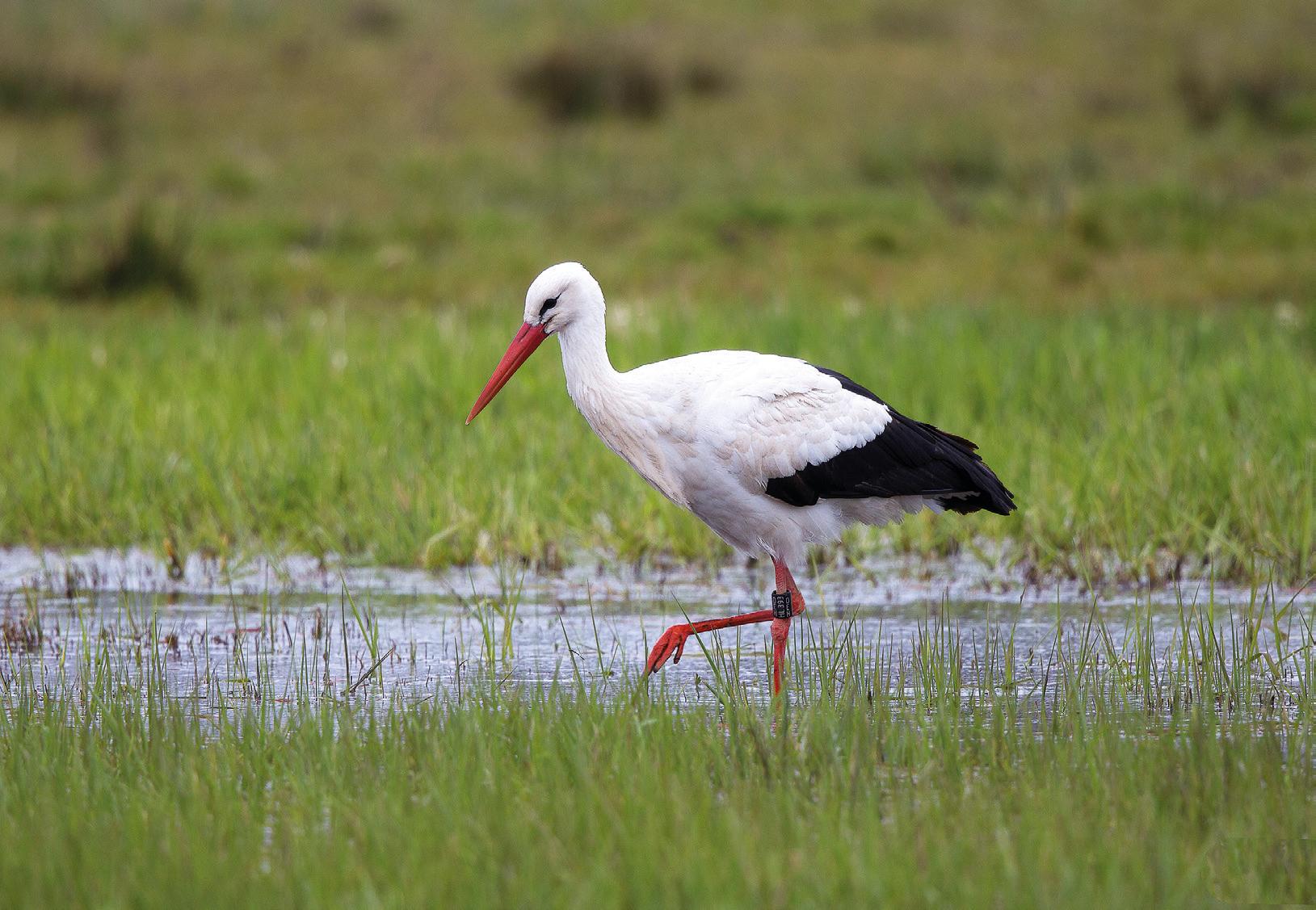 Häufiger Gast: Der Storch. Häufiger Gast: Der Storch.
