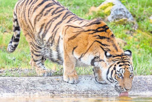 Die Sibirischen Tiger kann man im Wildpark Lüneburger Heide ganz genau beobachten Die Sibirischen Tiger kann man im Wildpark Lüneburger Heide ganz genau beobachten