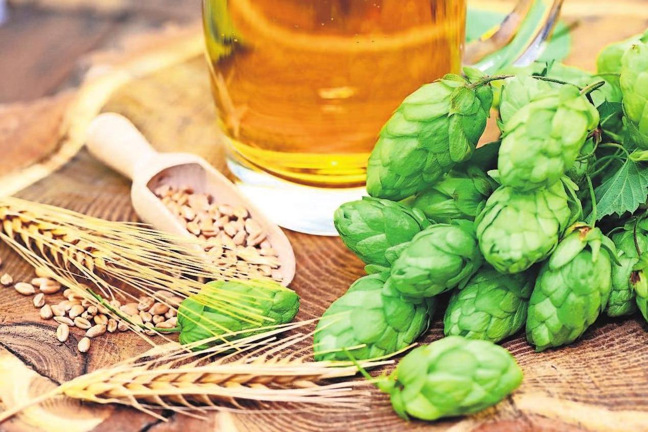 Nach dem Reinheitsgebot dürfen nur Wasser, Malz, Hopfen und Hefe ins Bier. Foto: AdobeStock Nach dem Reinheitsgebot dürfen nur Wasser, Malz, Hopfen und Hefe ins Bier. Foto: AdobeStock