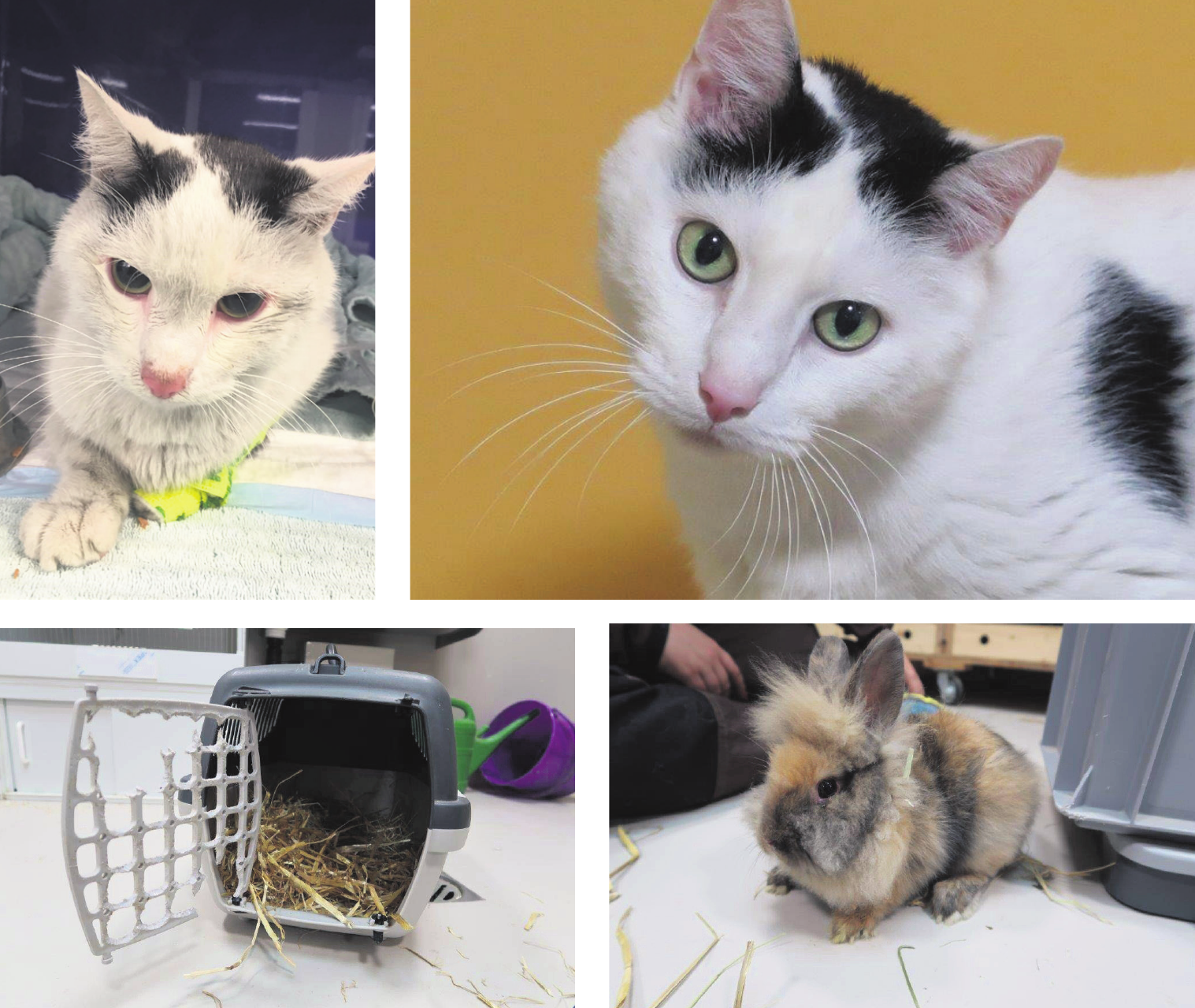 Dank liebevoller Pflege geht es Kater Smokey und dem ausgesetzten Kaninchen Scratchy wieder gut. Bilder: zvg Dank liebevoller Pflege geht es Kater Smokey und dem ausgesetzten Kaninchen Scratchy wieder gut. Bilder: zvg