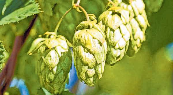 Hopfen setzt bei Unruhe, Angstzuständen und Schlafstörungen an. Hopfen setzt bei Unruhe, Angstzuständen und Schlafstörungen an.