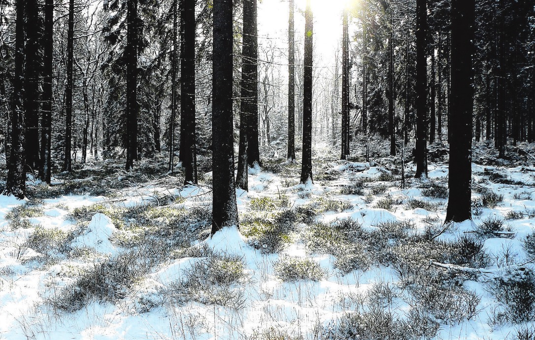 Wenn leichter Schneefall oder Frost das Wetter bestimmt, bilden die Forste in Norderstedt und Umgebung einen Zauberwald Foto: pixabay