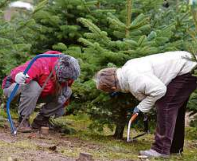 Weihnachtsbäume auf Hof Wentzien – auf Wunsch auch zum Selbersägen Foto: Wentzien