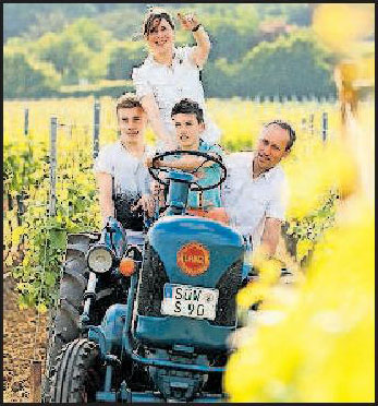 Familienbetrieb Weingut Jul. Ferd. Kimich in Deidesheim: Viel Handarbeit Image 6 Familienbetrieb Weingut Jul. Ferd. Kimich in Deidesheim: Viel Handarbeit Image 6