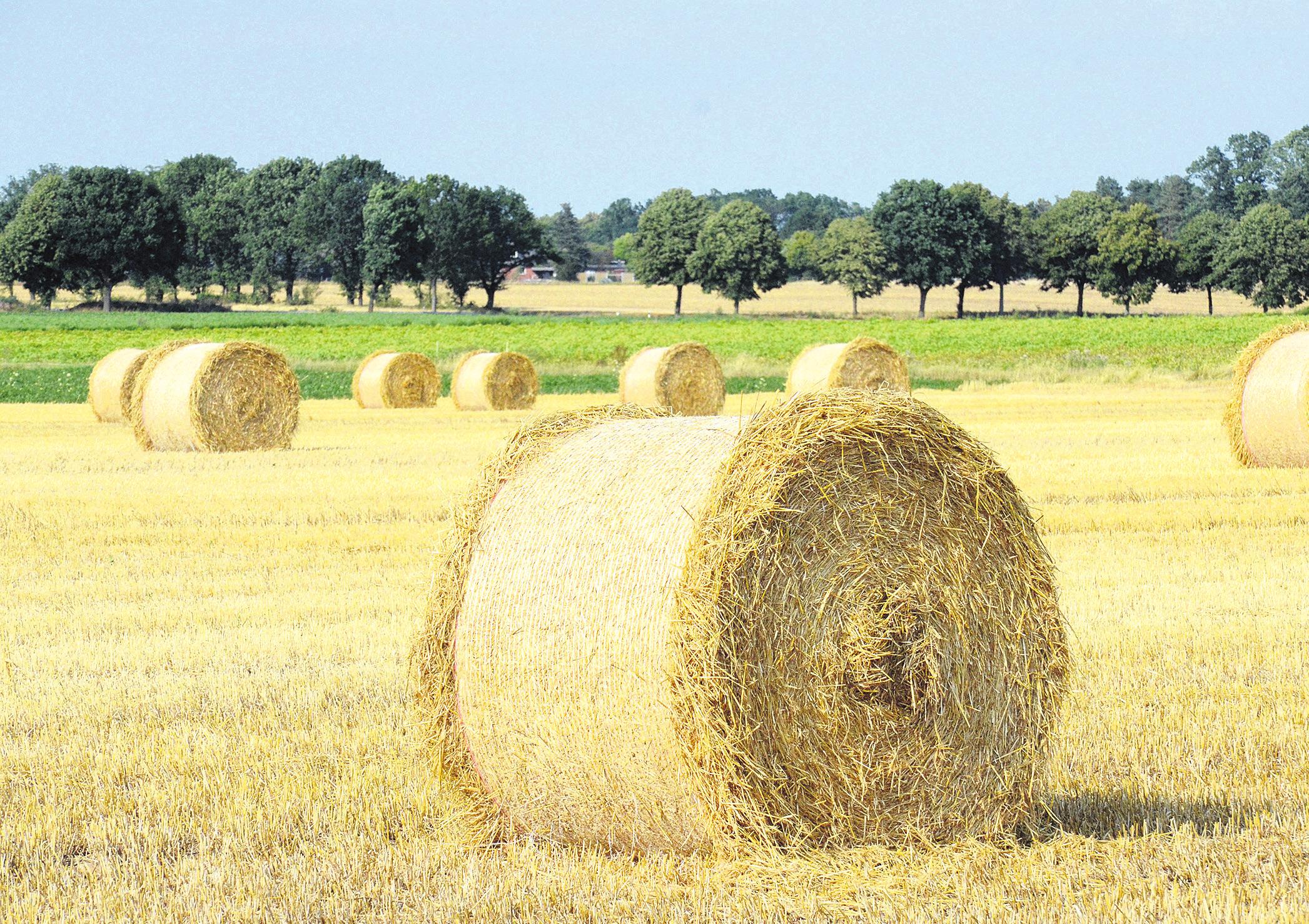 Der Sommer 2019 ist bislang sehr trocken. Enorme Hitzeperioden und geringer Niederschlag erschwert insbesondere den heimischen Landwirten die Arbeit. Foto: Müller Der Sommer 2019 ist bislang sehr trocken. Enorme Hitzeperioden und geringer Niederschlag erschwert insbesondere den heimischen Landwirten die Arbeit. Foto: Müller
