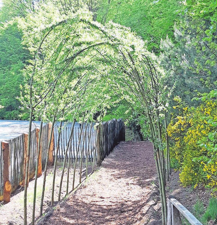Wunderschön passt sich der frisch angepflanzte Weidetunnel in die Landschaft ein. Wunderschön passt sich der frisch angepflanzte Weidetunnel in die Landschaft ein.
